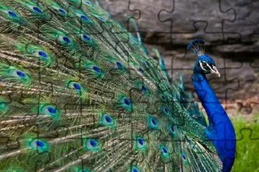 Beatiful Peacock