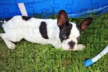 French Bulldog Puppy in the Garden jigsaw puzzle