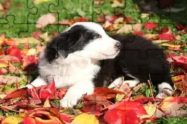 Border Collie Puppy Lying in Red Leaves jigsaw puzzle