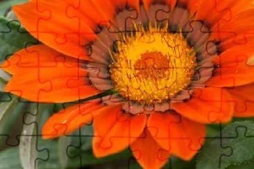 Orange Flower jigsaw puzzle