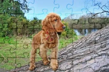 Dog in the Wilds jigsaw puzzle