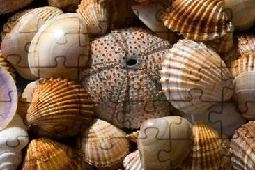 Sea Shell Collection jigsaw puzzle