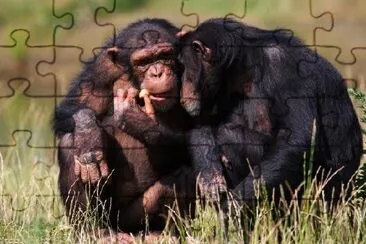 Chimpanzees Eating a Carrot jigsaw puzzle