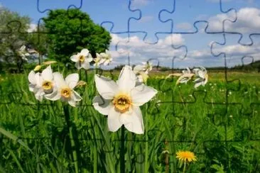 Spring Flower jigsaw puzzle