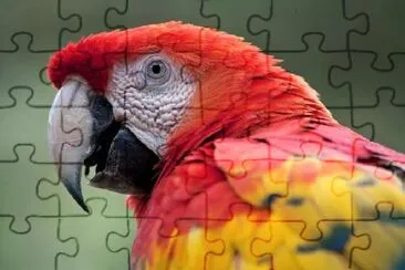 Red and Yellow Parrot jigsaw puzzle