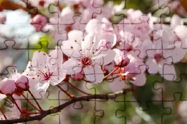 fiore di ciliegio