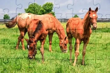 Mare and Two Colts in a Field jigsaw puzzle