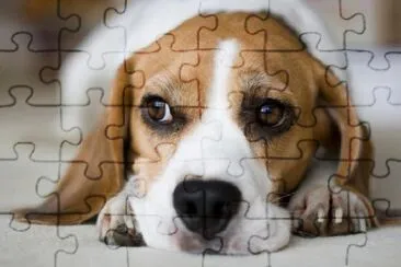 Beagle Looks Bored jigsaw puzzle