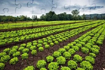 Lettuce Field jigsaw puzzle