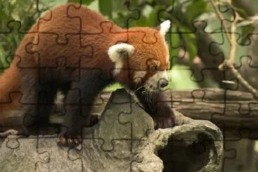 Red Panda jigsaw puzzle