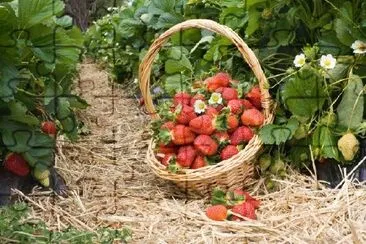 Strawberries in the Basket jigsaw puzzle