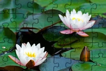 White Yellow Lotus Waterlily jigsaw puzzle