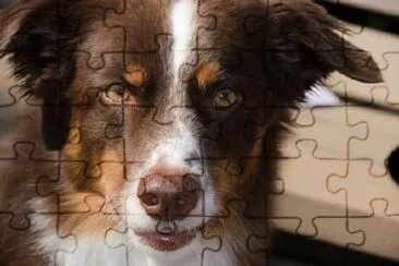 Australian Shepherd Eyes jigsaw puzzle