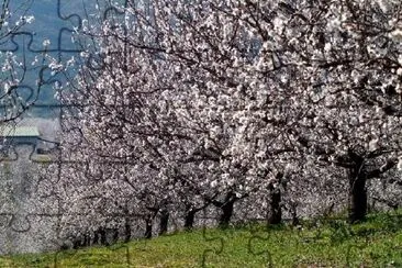 Almond Tree jigsaw puzzle