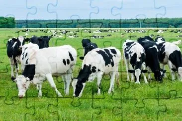 Herd of Cows in the Pasture jigsaw puzzle