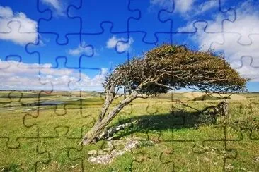 A Wind Blown Tree jigsaw puzzle