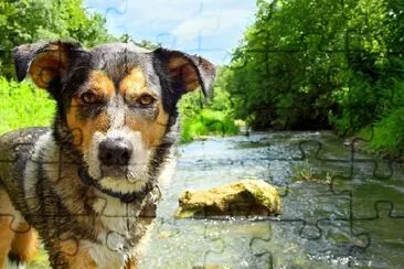 Dog in Stream jigsaw puzzle