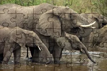 African Elephant in the Park jigsaw puzzle