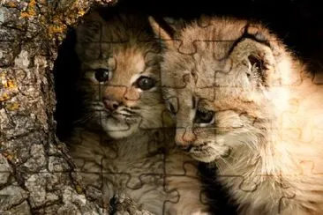 Two Baby Lynx in a Log jigsaw puzzle