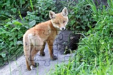 Renard roux à son trou