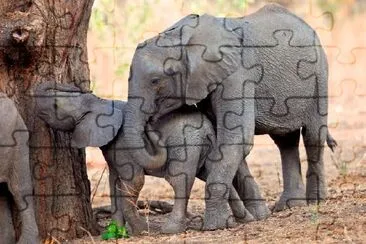 african Elephants jigsaw puzzle