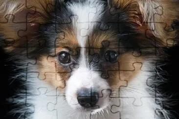 Young Papillon Pup jigsaw puzzle