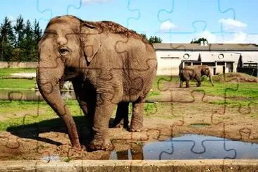 Elephants on a Farm jigsaw puzzle