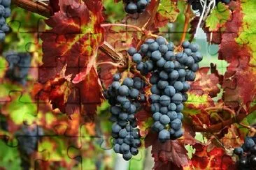 Ripe Black Grapes jigsaw puzzle