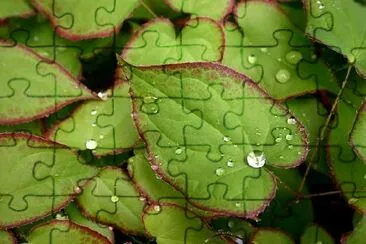 Epimedium après la pluie