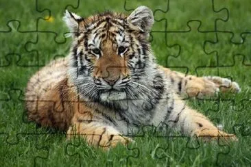 Young Cub jigsaw puzzle