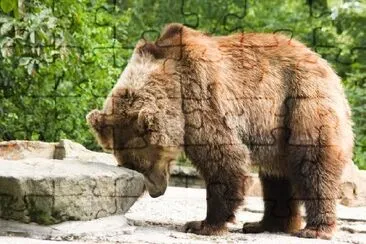 Brown Bear in Zoo jigsaw puzzle