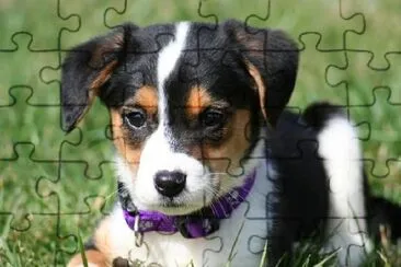 Adorable Puppy jigsaw puzzle