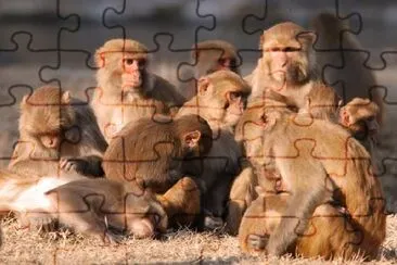 Monkey Family in the Sun  jigsaw puzzle