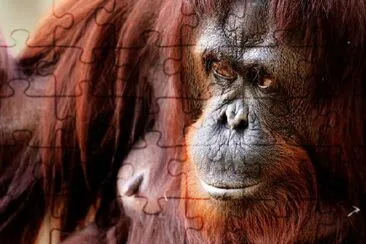 Maroon Orangutan jigsaw puzzle