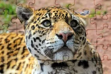 Jaguar Looking Up jigsaw puzzle