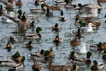 Seagull and Ducks jigsaw puzzle