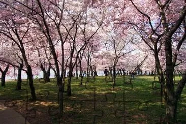 Cherry Blossoms in DC jigsaw puzzle