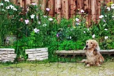 Dachshund Dog with Long Hair in Yard jigsaw puzzle