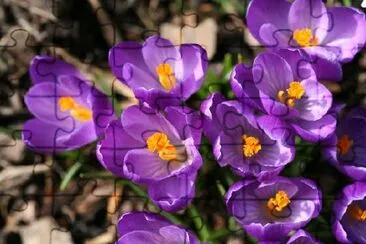 Spring Crocuses Closeup jigsaw puzzle