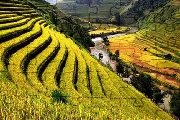 Rice Field  jigsaw puzzle