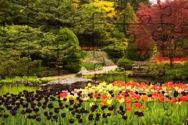 Fiori che sbocciano nel giardino