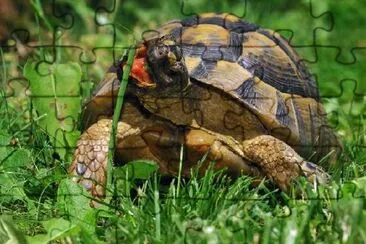 Greek Tortoise jigsaw puzzle