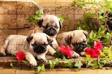 Pug Puppies and Flowers jigsaw puzzle