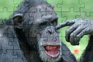 Chimp jigsaw puzzle