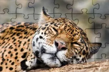 Resting Jaguar jigsaw puzzle