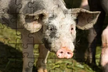 Grey Pig jigsaw puzzle