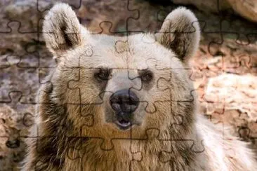 Bear Head jigsaw puzzle