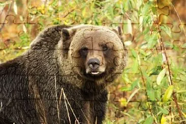 Male Grizzly Bear jigsaw puzzle