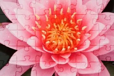 Pink Water Lily jigsaw puzzle