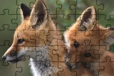 Two Young Red Foxes jigsaw puzzle